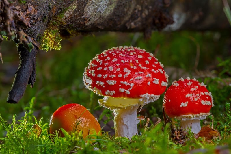 Mystic Mycology