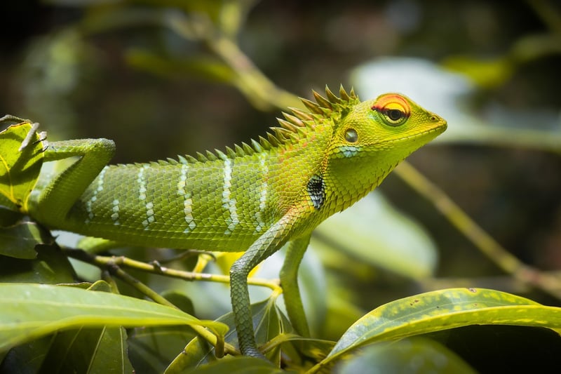 Mythical Arboreal Wonders