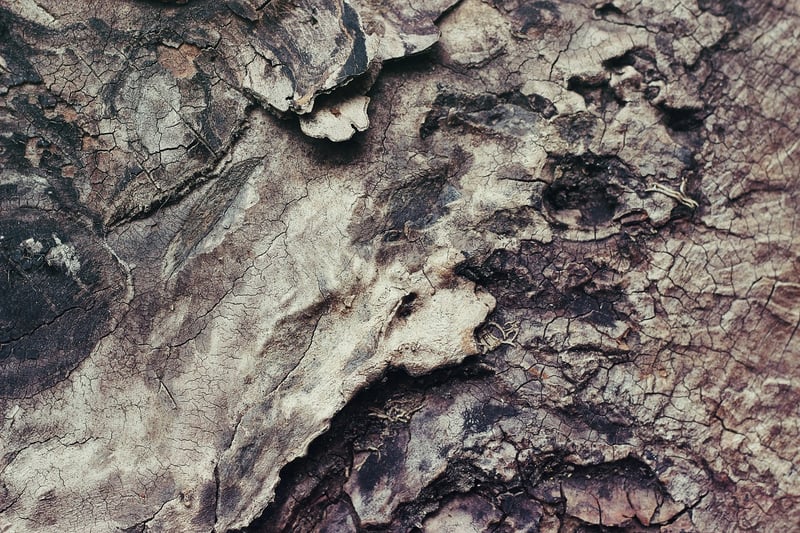 Scaley Bark Wonders