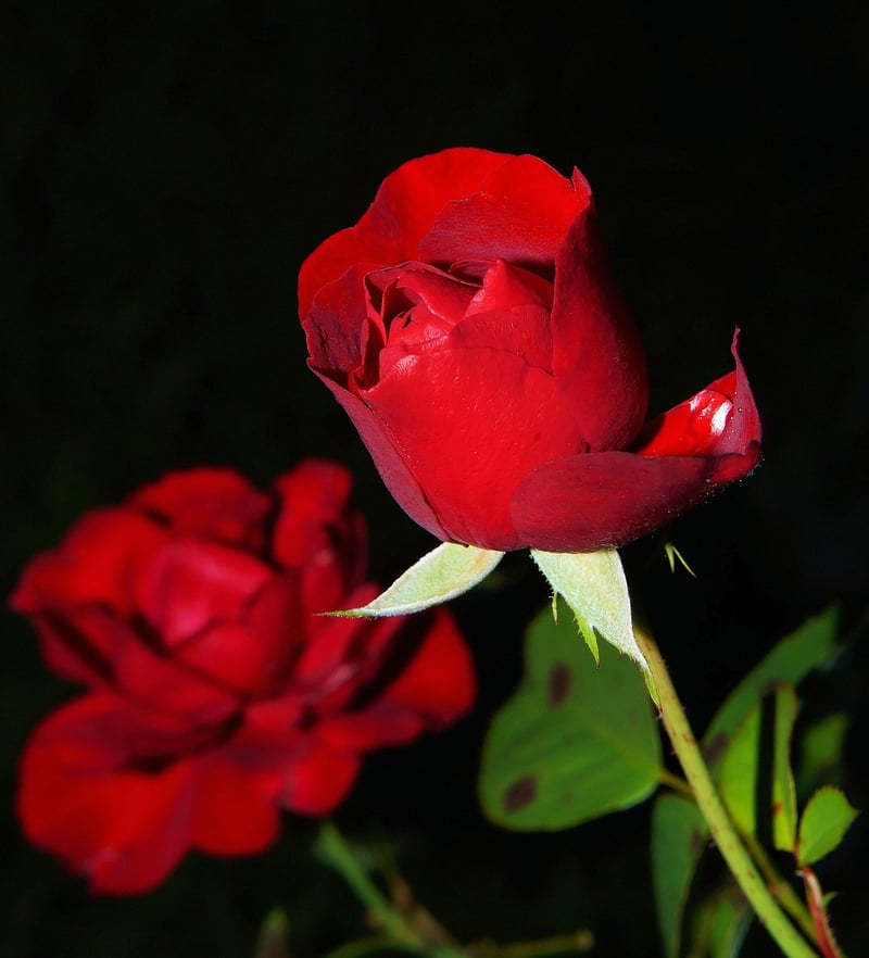 Witching Petals