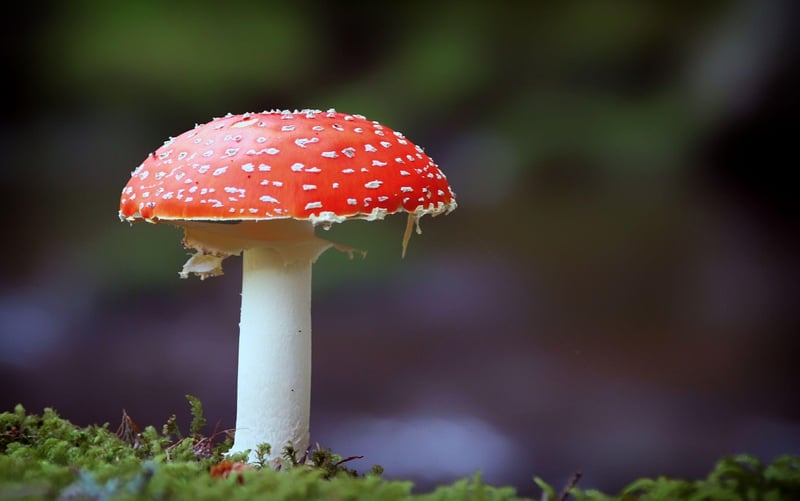 Wizard's Toadstools